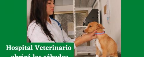 Persona examinando un perro para el hospital veterinario