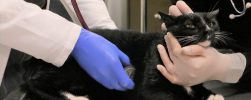 Una gato siendo examinado por veterinarios